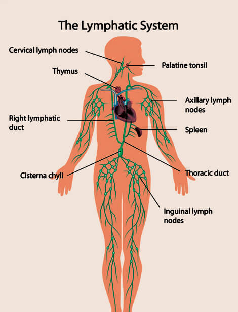 The Human Lymphatic System